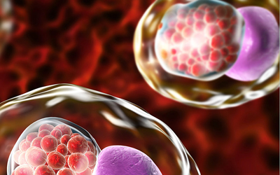 Chlamydia trachomatis