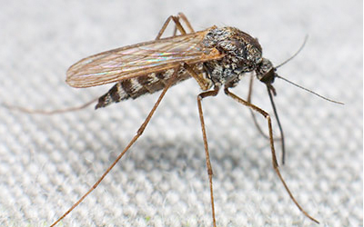 Malaria Vaccine HP
