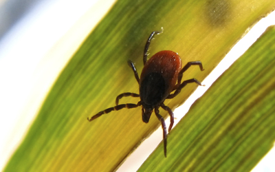 Tick on leaf of grass