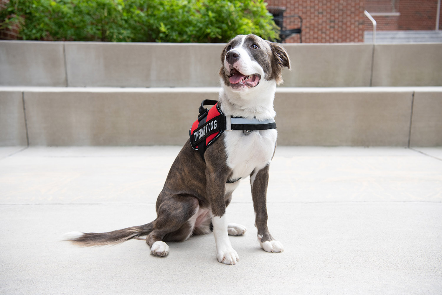 Lexi the Therapy dog